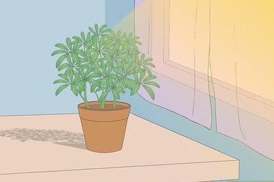 How to Care for a Dwarf Umbrella Plant