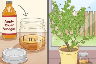How to Get Rid of Fruit Flies in Plants: 9 Expert Tips