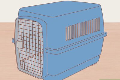 How to Bond With a Feral Kitten