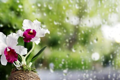 Transform Your Living Room into a Vibrant Haven this Monsoon