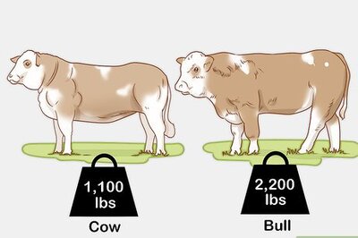 How to Identify Simmental Cattle