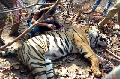 Elusive Tiger Found Dead in West Bengal’s Lalgarh Forest