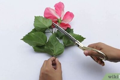 How to Dissect a Flower