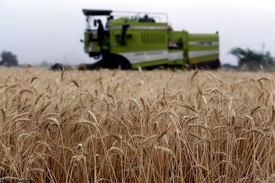 India may not import more wheat due to high global prices