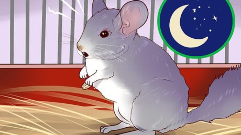 How to Know if a Chinchilla Is Right for You