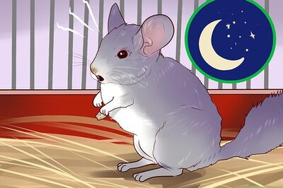 How to Know if a Chinchilla Is Right for You