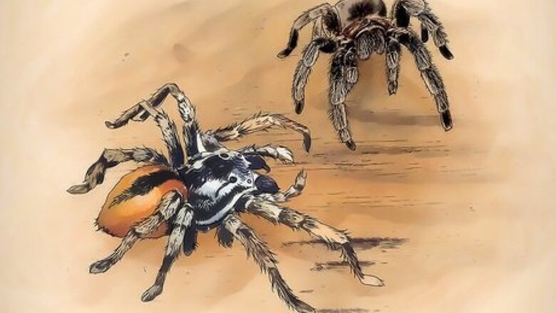 Can You Have a Pet Spider? Everything You Should Know
