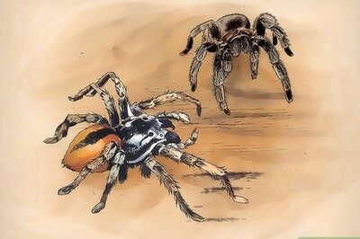 Can You Have a Pet Spider? Everything You Should Know