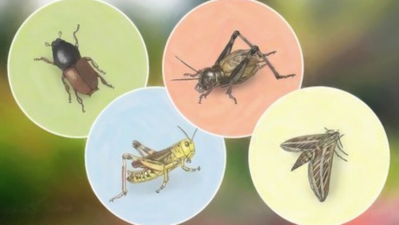 How to Make an Insect Catching Kit
