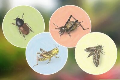 How to Make an Insect Catching Kit