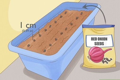 An Easy Guide to Growing Red Onions