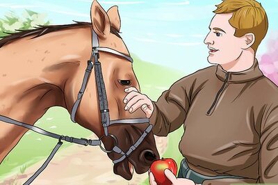 How to Get a Head Shy Horse To Trust You