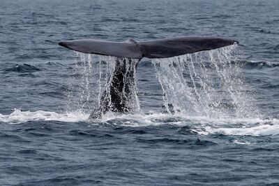 Cops Arrest 3 in Gujarat For Smuggling Sperm Whale Puke Worth Rs 7 Crore