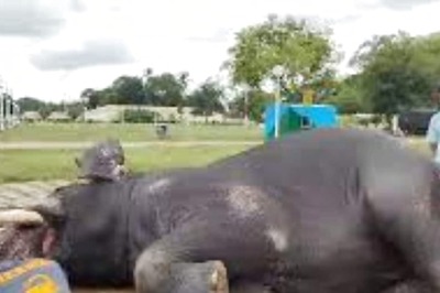 How Mysore Dasara's Star Elephant Bheema Enjoys Bath Time