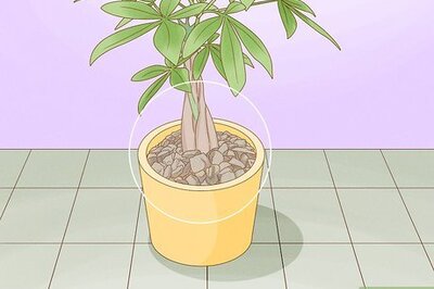 How to Prevent Cats from Digging Up Houseplants