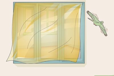 How to Stop Birds from Attacking Windows
