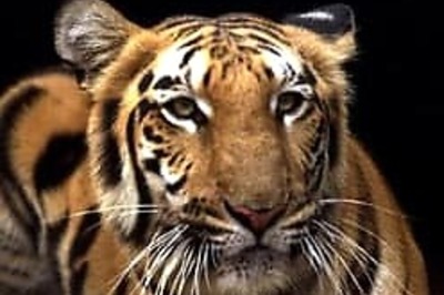 Bullet-hit tiger battles for life in MP