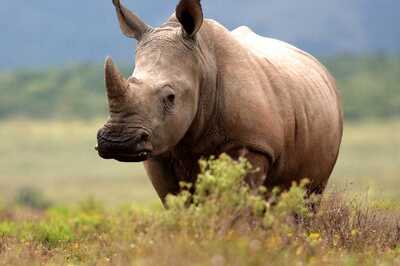 Conservationists Join NFT Bandwagon, Digital Rhino Horn Sold at Auction in South Africa