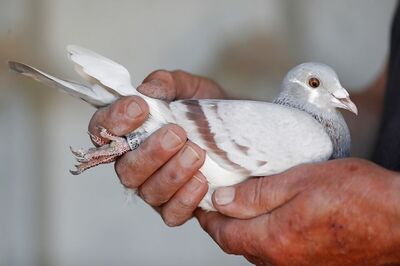 Pune Man Attacks Stepbrother with Axe for Setting His Pigeons Free from a Coop
