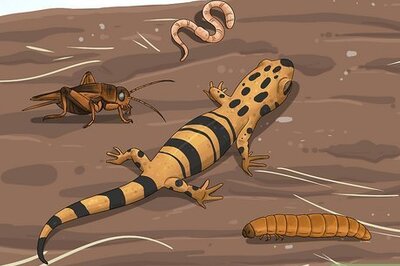 How to Feed a Salamander