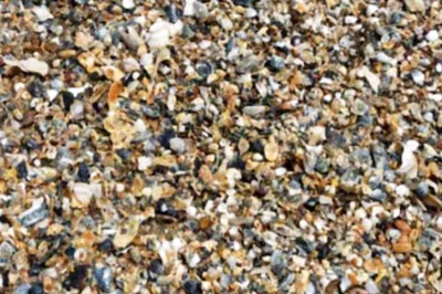 Spot The Ring Among The Sea Shells. Take As Much Time As Want