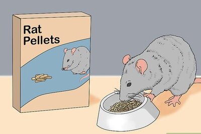 How to Treat Diarrhea in Rats