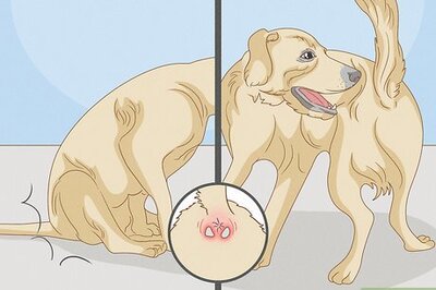 How to Get Rid of the Fishy Smell from My Dog