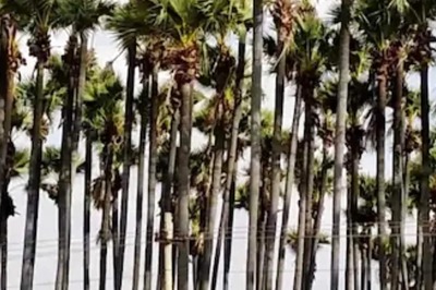 Tamil Nadu Would Turn Into Desert Without Palm Trees: Naturalist At Awareness Event