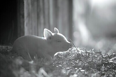 Review: An Intimate, Wordless Portrait Of A Pig In 'Gunda'