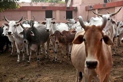 UP Govt Manufactures Medicines Using Cow Urine to Cure Liver Ailments, Immunity Deficiency