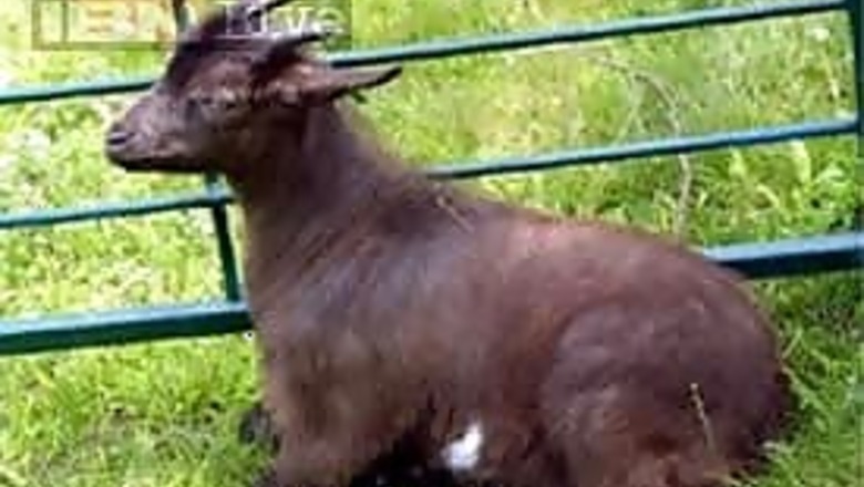Goats die after consuming poisonous fodder
