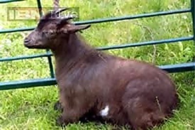 Goats die after consuming poisonous fodder