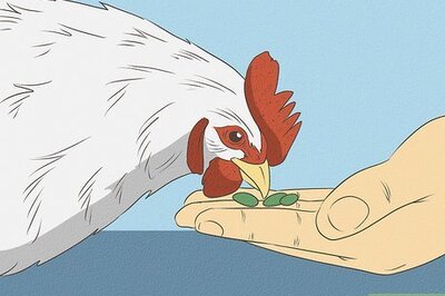 How to Train Chickens