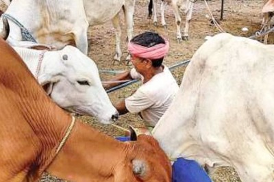 Rajasthan: Over 4,000 Cattle Die of Lumpy Skin Disease; CM Gehlot Seeks Financial Assistance from Centre to Fight Spread