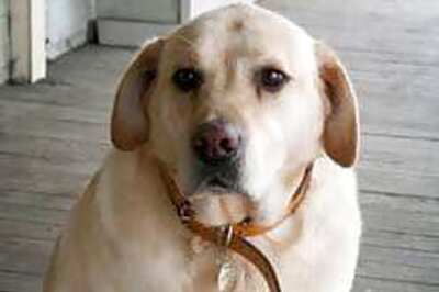 Gold tooth for faithful doggie!