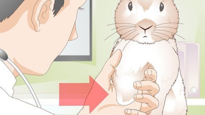 How to Care for Disabled Rabbits