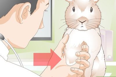 How to Care for Disabled Rabbits