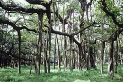 Bride Banyan tree draped in a saree