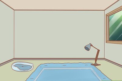 How to Have Fun with Your Cat