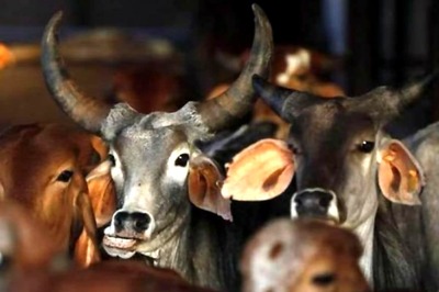 Karnataka Muslim Cleric Sparks Row With Comments on Cow Sacrifice