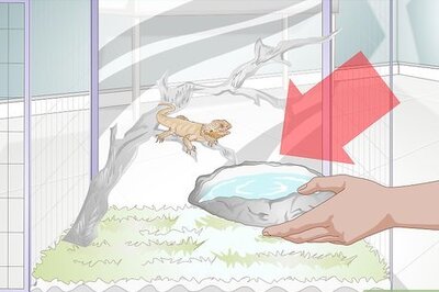 How to Teach a Bearded Dragon to Drink from a Water Bowl