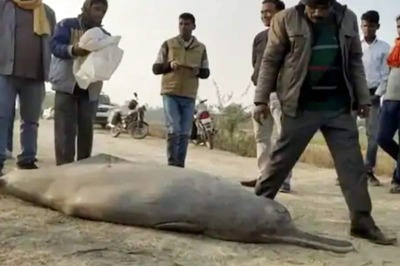 Endangered Dolphin Punctured, Mauled with Axes and Sticks in UP; 3 Held After Video Goes Viral