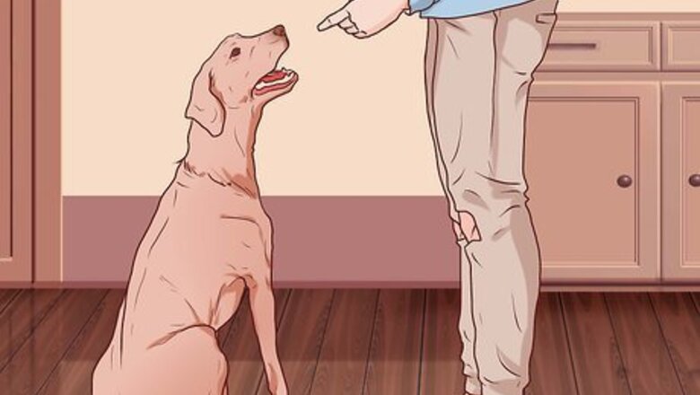 How to Put Nail Polish on Your Dog's Nails