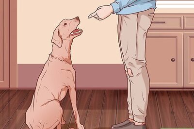 How to Put Nail Polish on Your Dog's Nails