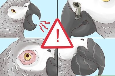 How to Treat Nutritional Deficiencies in African Grey Parrots