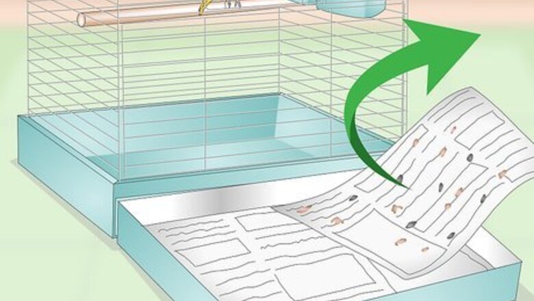 How to Clean and Maintain a Canary Habitat