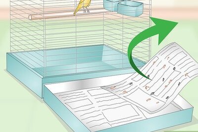 How to Clean and Maintain a Canary Habitat