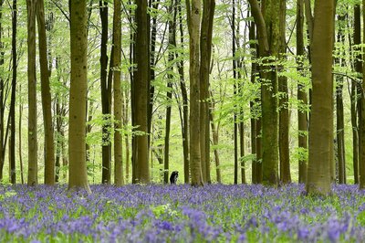 Naturalist Charles Darwin not first to discover heterostyly in plants: study