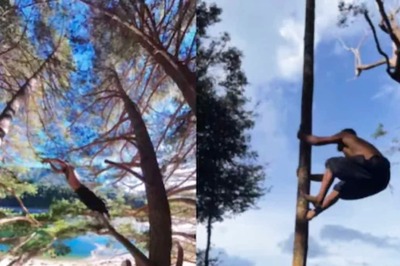 Watch: Man Jumps From One Tree To Another