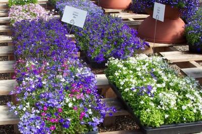 How to Grow Lobelia